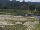 bear creek stables arena overgrown