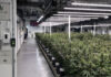best online dispensaries in the UK