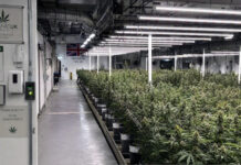 Top 8 Best Online Dispensaries in the UK: 2026 Rankings best online dispensaries in the UK
