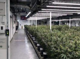 best online dispensaries in the UK