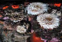 sea life at the Monterey Bay Aquarium