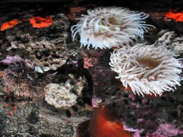 sea life at the Monterey Bay Aquarium
