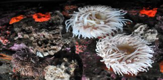 sea life at the Monterey Bay Aquarium
