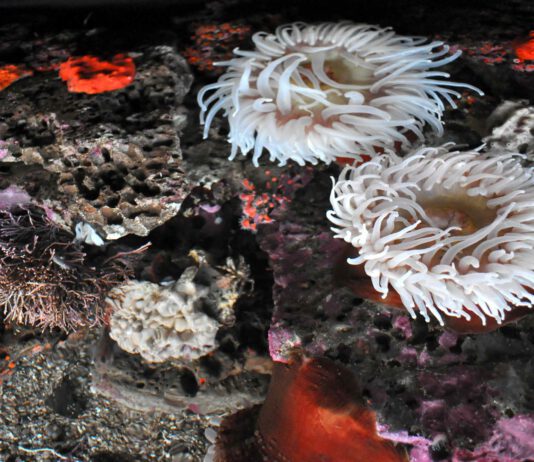 Hope Services fundraiser at the Monterey Bay Aquarium beats target sea life at the Monterey Bay Aquarium