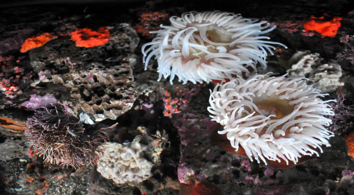 sea life at the Monterey Bay Aquarium