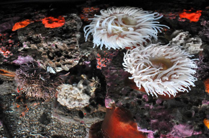 sea life at the Monterey Bay Aquarium
