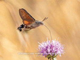 nature photography image of flight