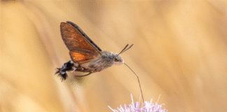 nature photography image of flight