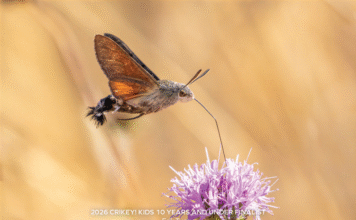nature photography image of flight