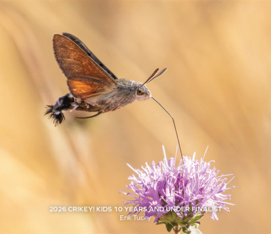 LETTERS: Preparedness pro praises Monte Sereno youth; election perspectives; mom proud of photographer son nature photography image of flight