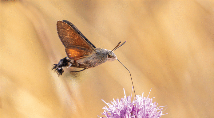 nature photography image of flight