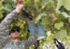 picking albariño