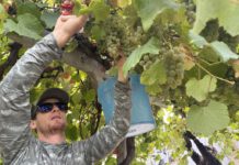 picking albariño