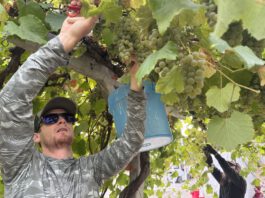 Harvest 2026: Yields way down, but quality looks remarkable picking albariño