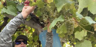 picking albariño