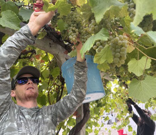 Harvest 2026: Yields way down, but quality looks remarkable picking albariño