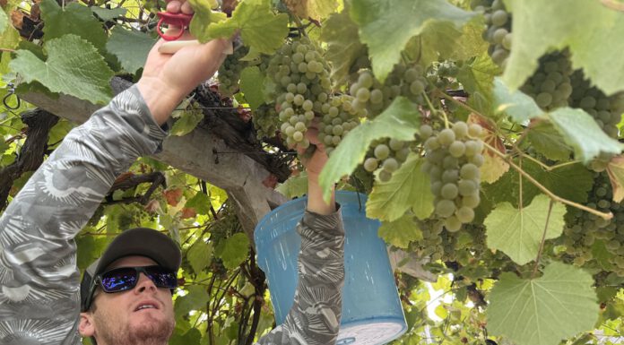 picking albariño