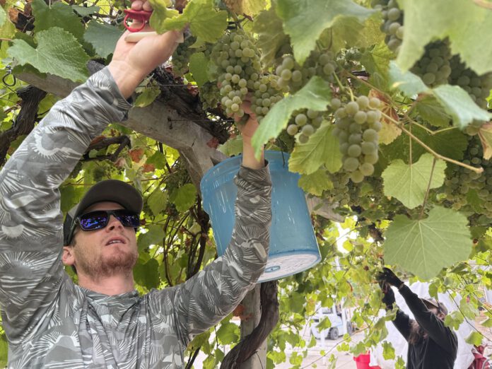 picking albariño