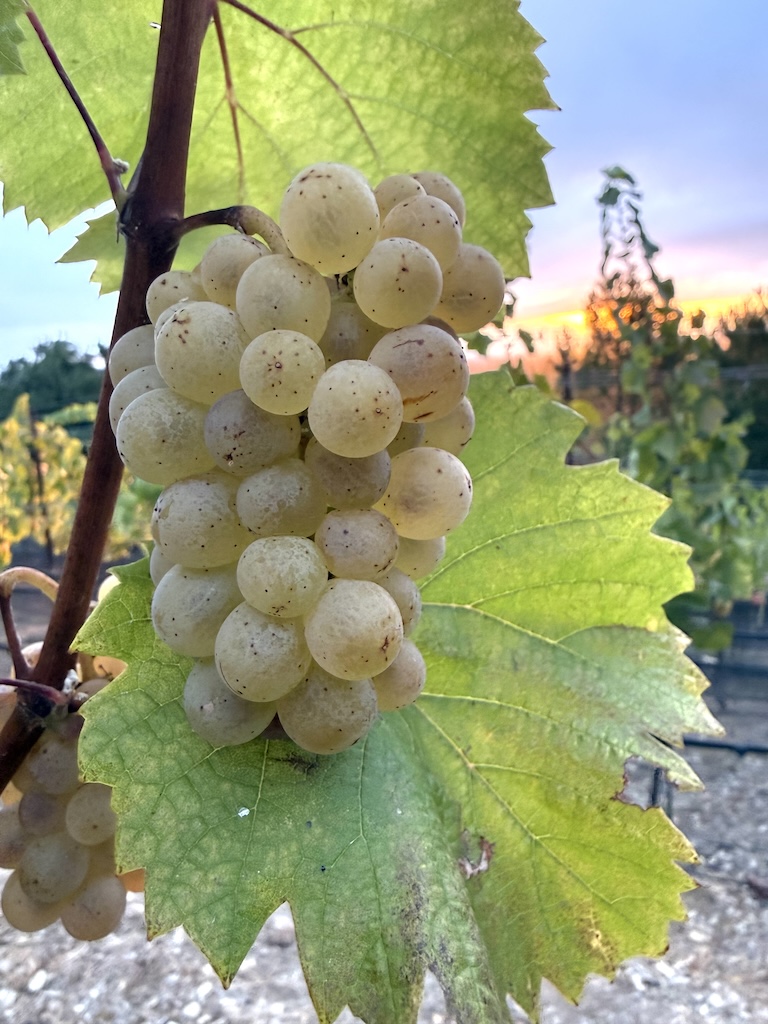 Hawk Feather dawn grapes
